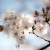 Cherry blooms in Nagakubo Park