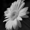 hana 002