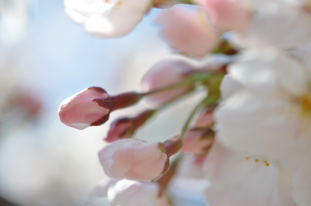 可憐なつぼみ.2