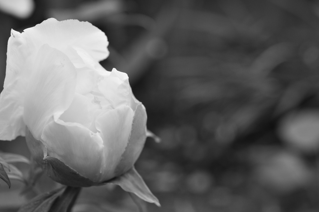 White peony　白い牡丹　3