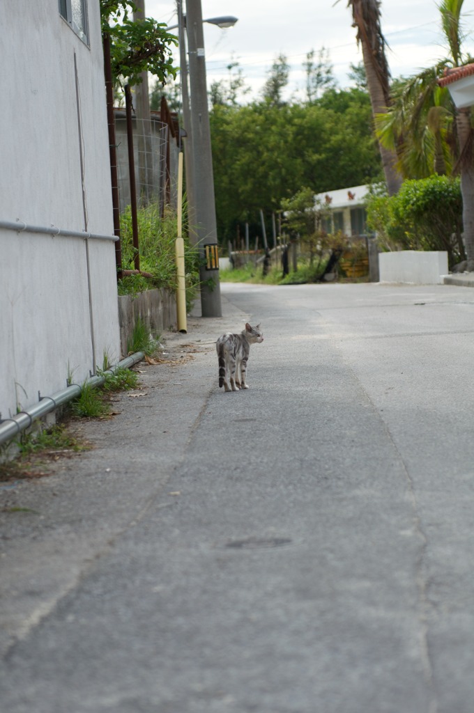 路地裏の猫 2