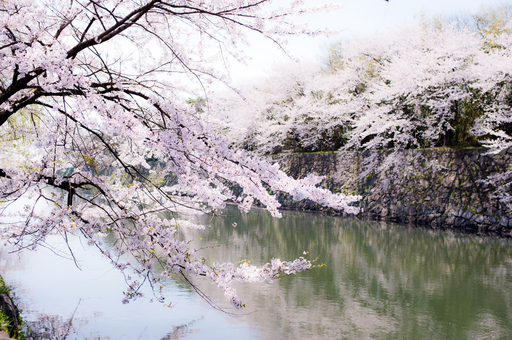 彦根の桜