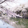 彦根の桜