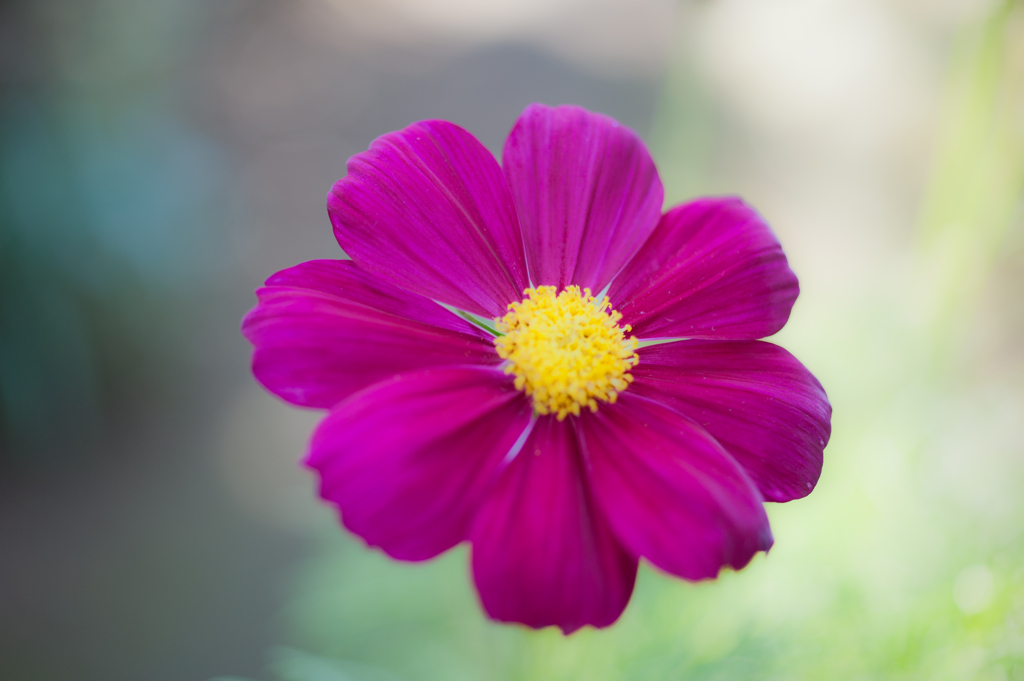 autumn cosmos