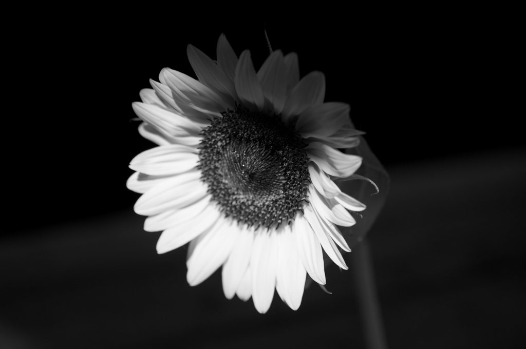 hana 005