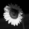 hana 005