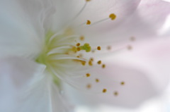 御車返しの開花