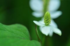 ドクダミの花