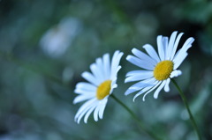 梅雨の晴れ間に