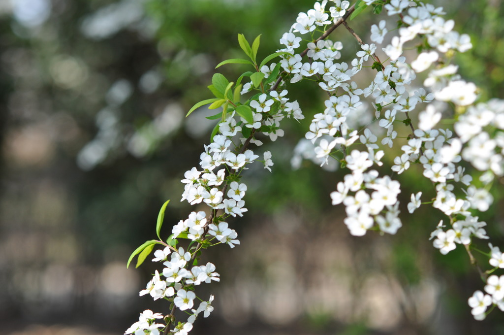 spirea