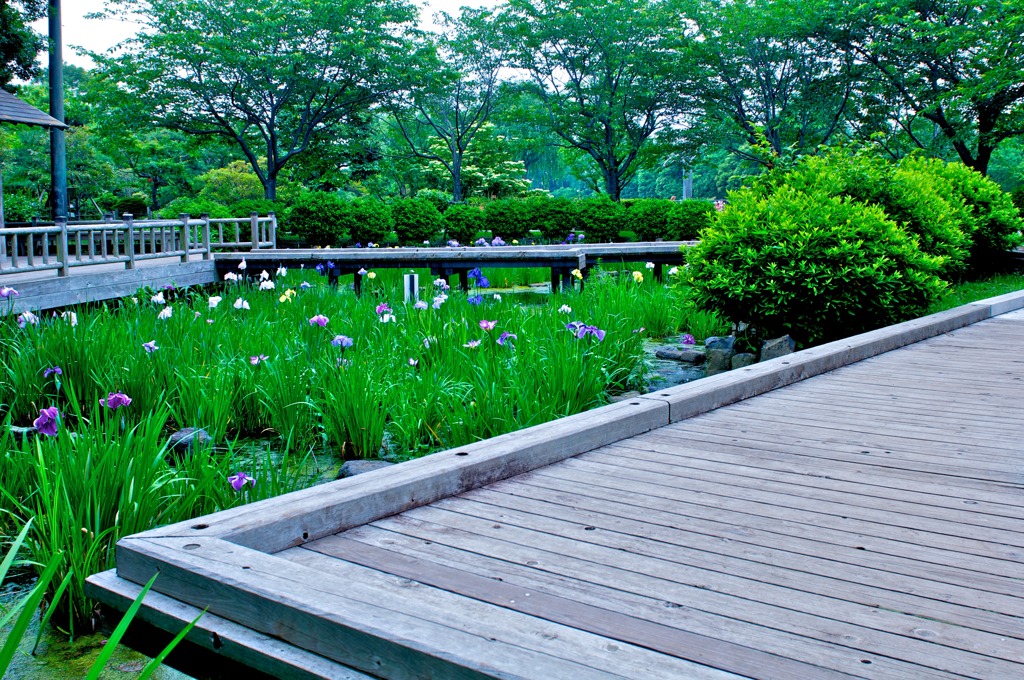 可憐な菖蒲園