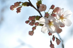 桜のある生活