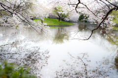 Flowering of cherry blossoms in Kamakura