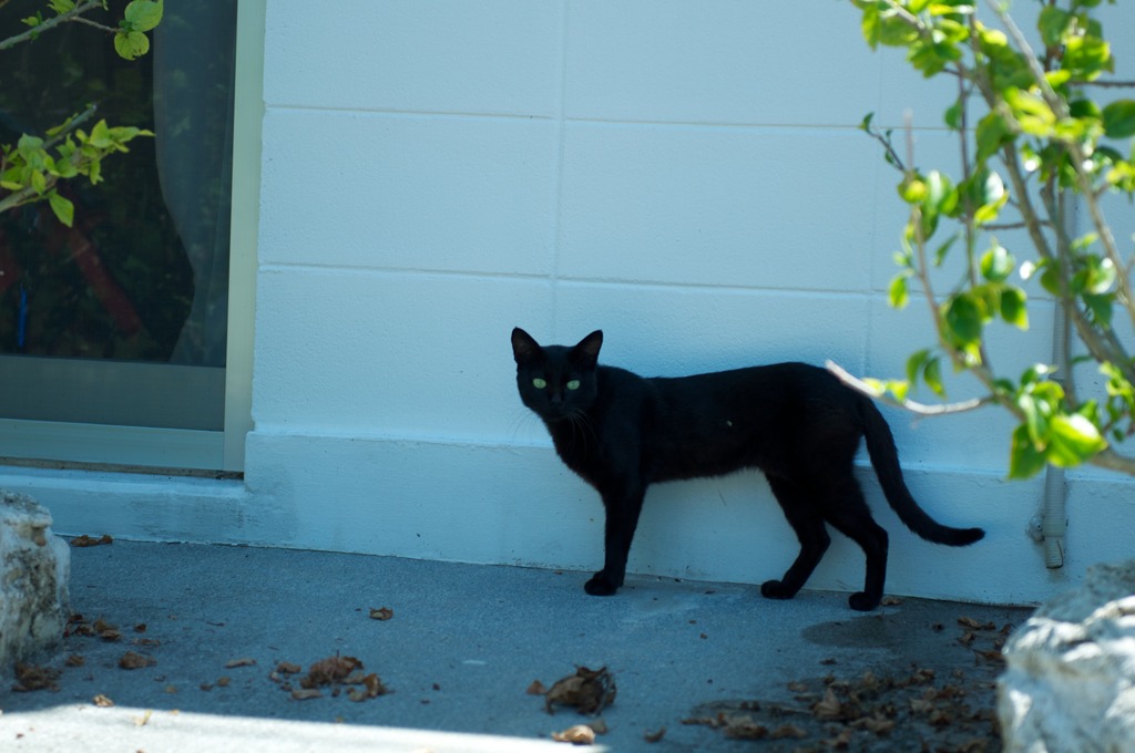 Black Cat