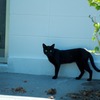 Black Cat