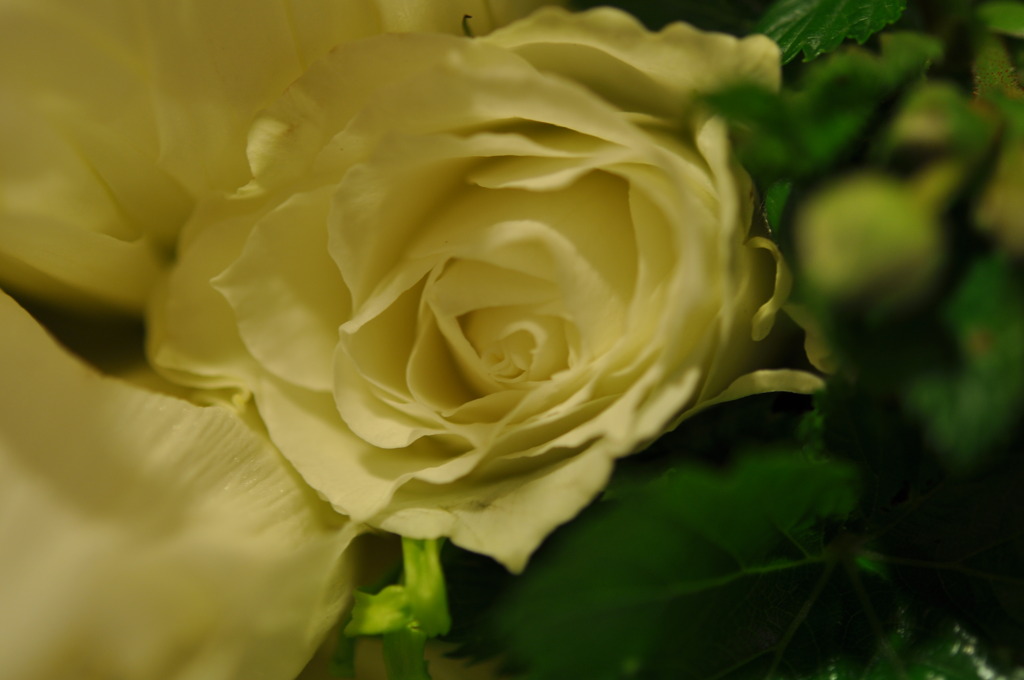gift