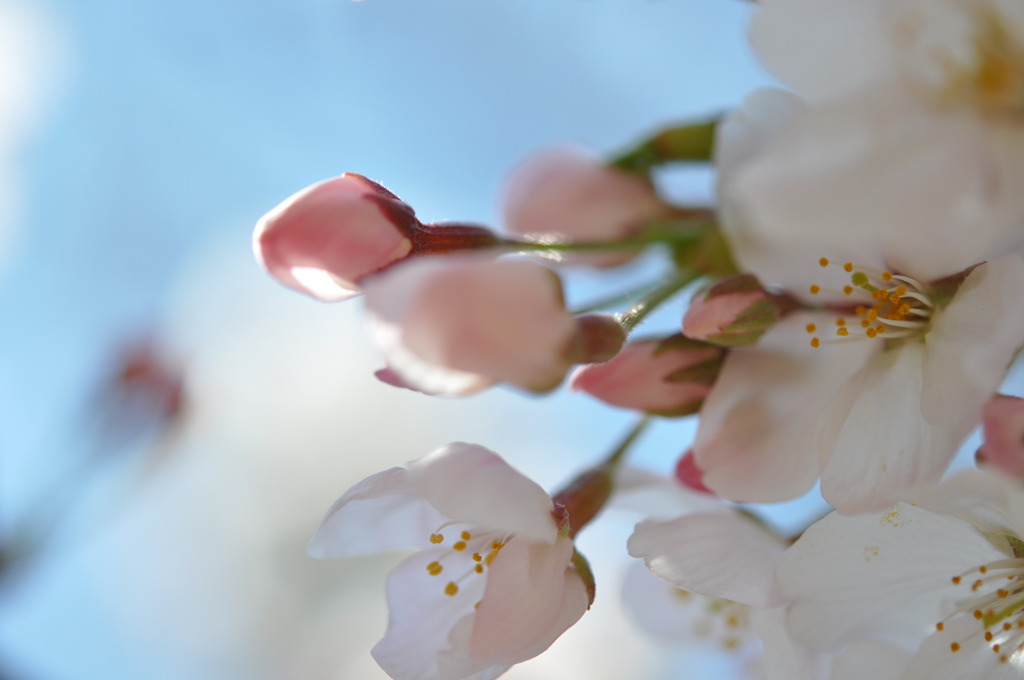 可憐なつぼみ.1