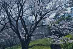 長久保公園の桜