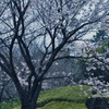 長久保公園の桜