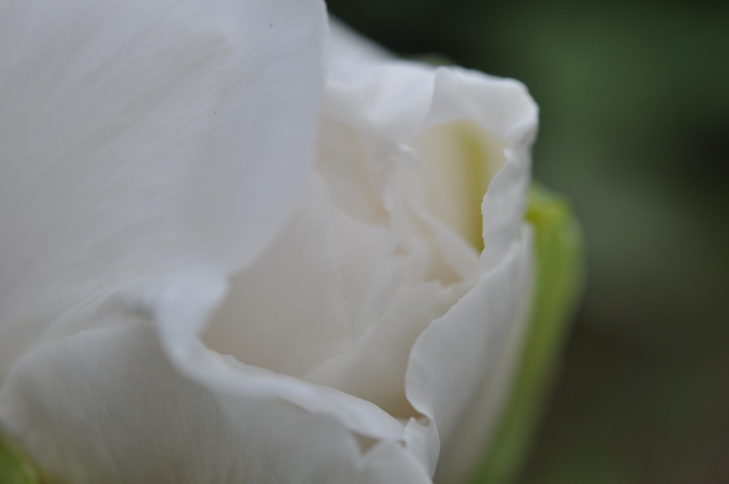 White peony　白い牡丹　1