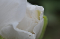 White peony　白い牡丹　1