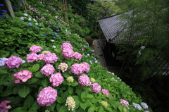長谷寺2