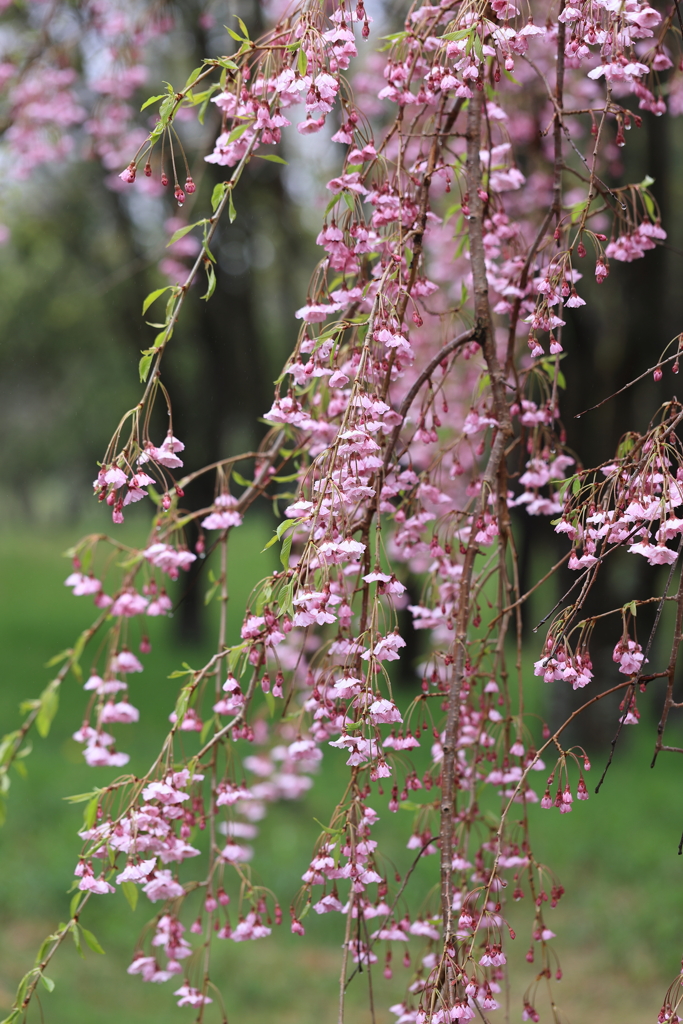 しだれ桜