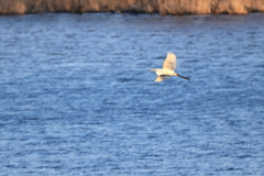 滑空するダイサギ
