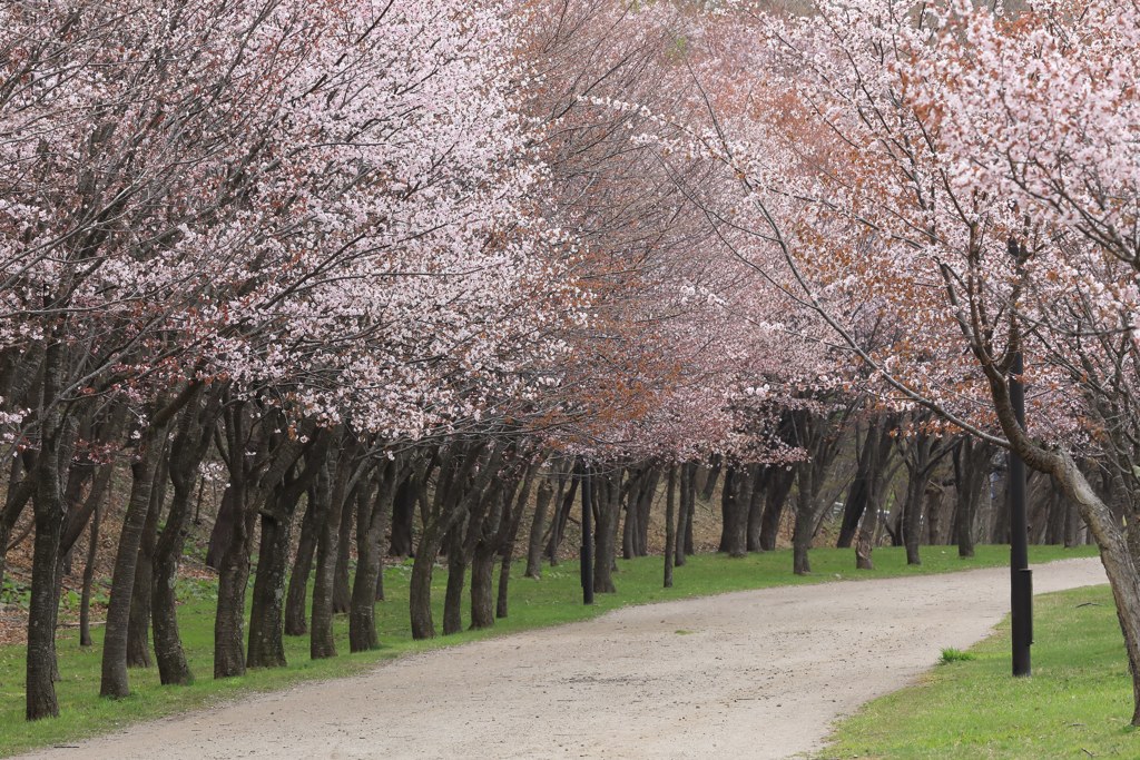 桜並木