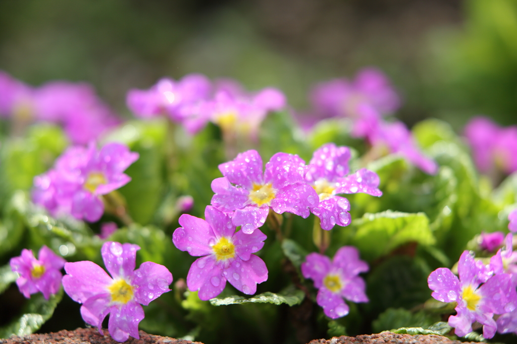 2014_庭の花#04