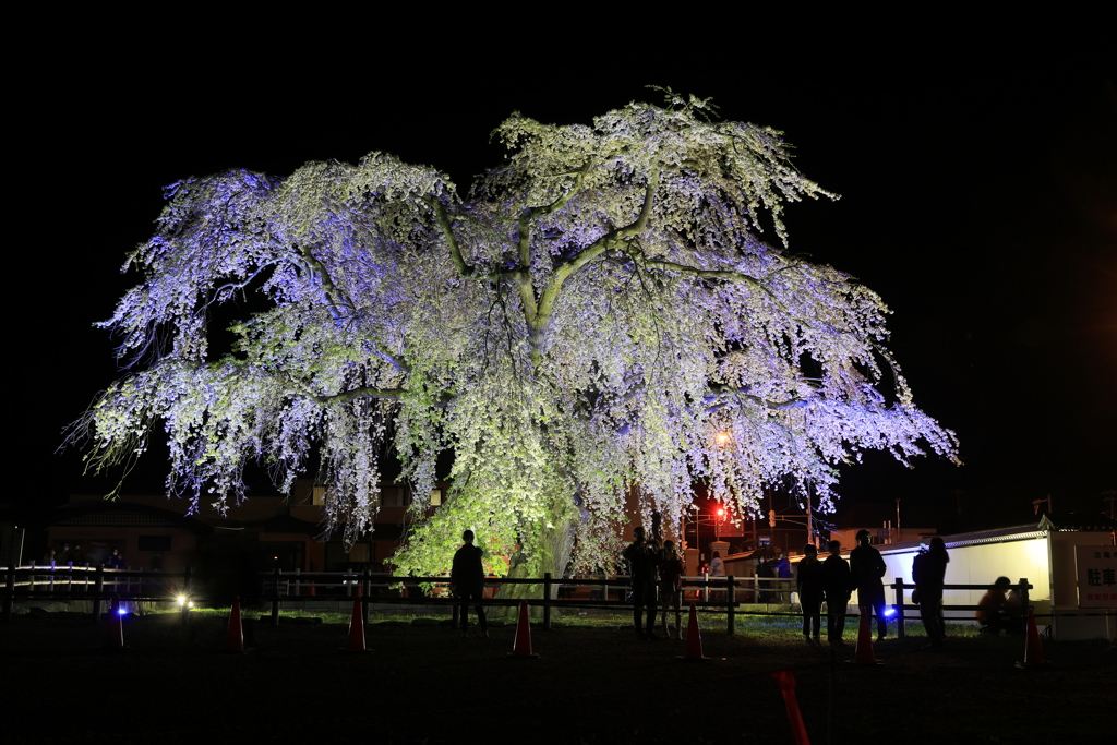 法亀寺しだれ桜