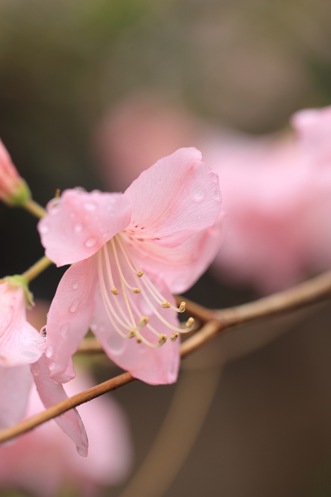 公園の花