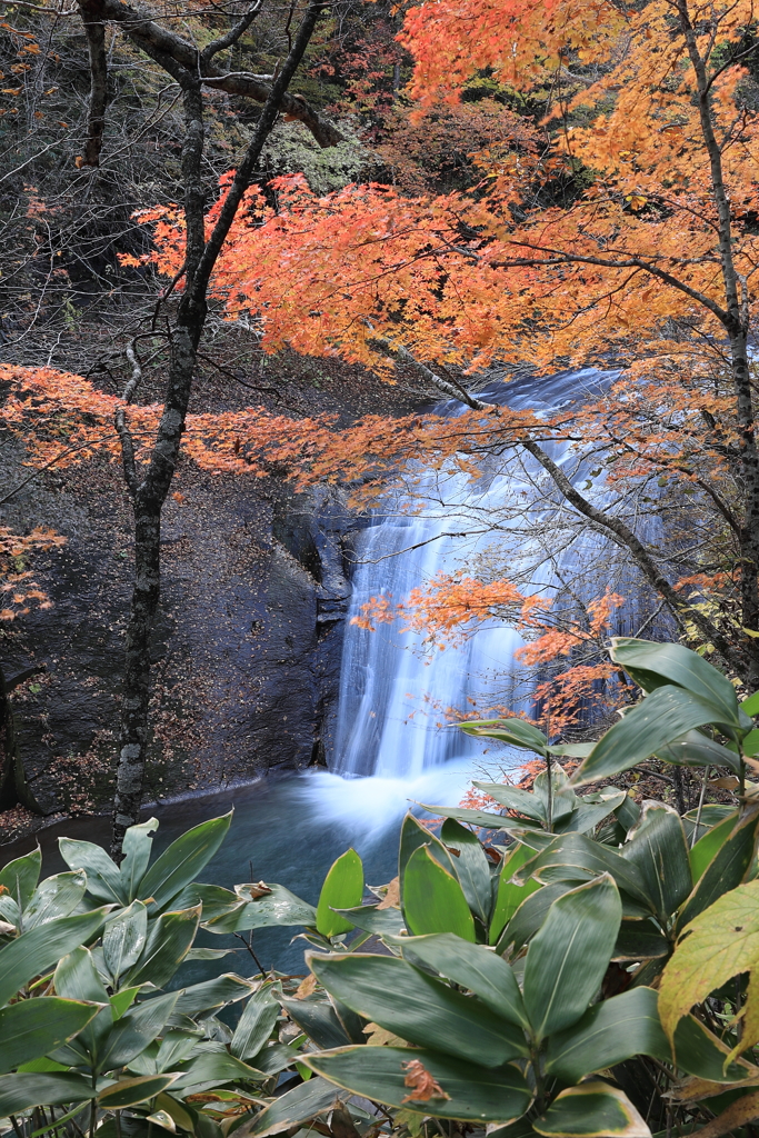 紅葉の隙間から