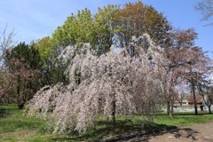 しだれ桜