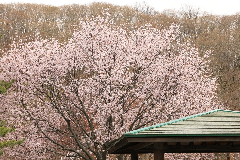 地元の桜