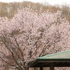 地元の桜