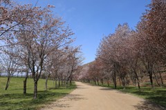 桜並木