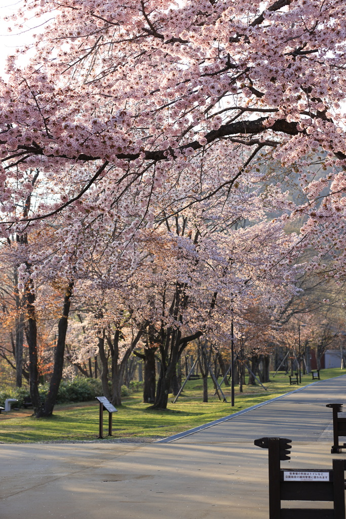 夕暮れの桜