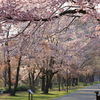 夕暮れの桜