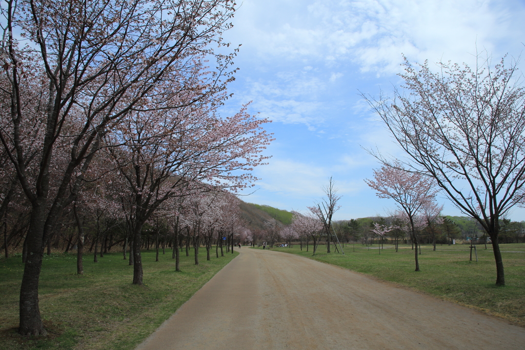 桜並木