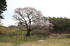 幌萌町のエゾヤマザクラ