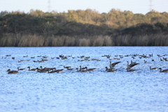 夕暮れのウトナイ湖