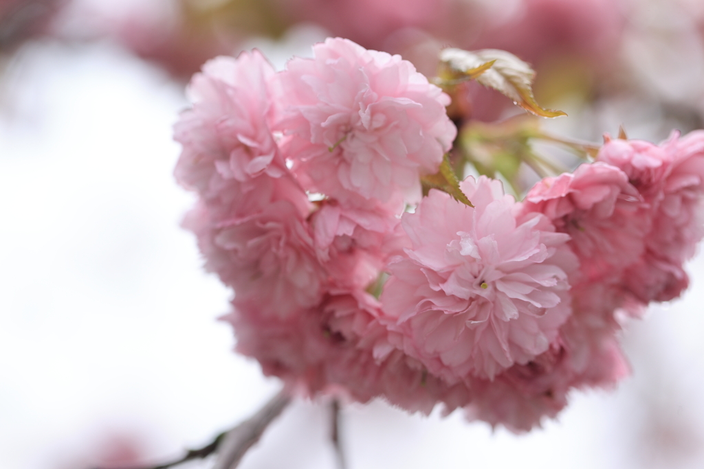 八重桜