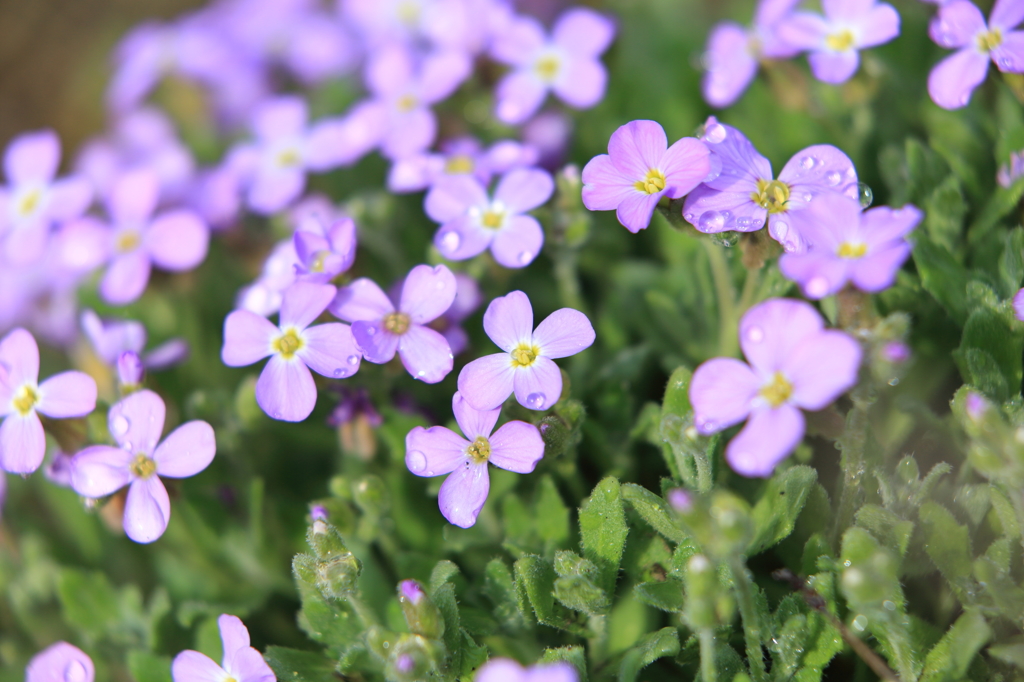 2014_庭の花#03