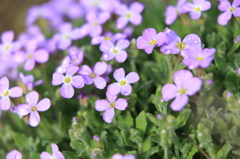 2014_庭の花#03