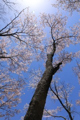桜の木を見上げて