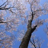 桜の木を見上げて