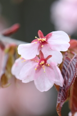 桜