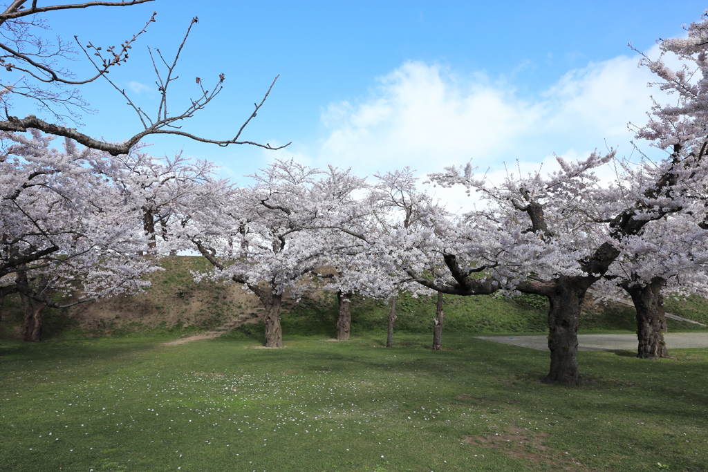 五稜郭の桜