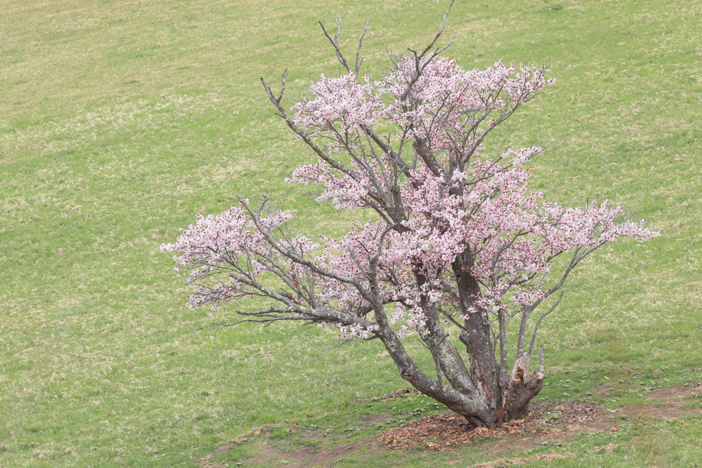 一本桜